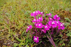 Pedicularis siphonantha